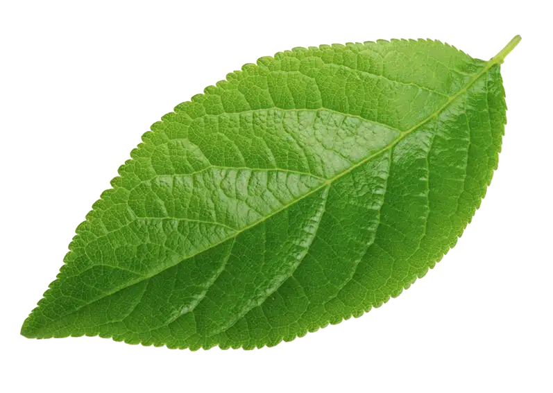 leaf transparent 800