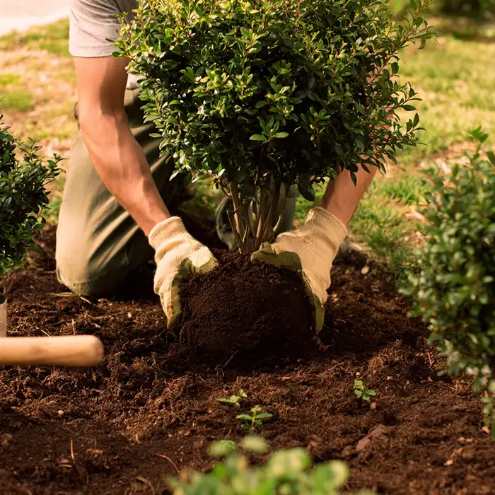 services shrub planting 700
